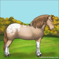 Horse Color:Chestnut Pearl Tobiano Appaloosa 