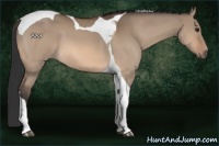 Horse Color:Bay Dun Tobiano 