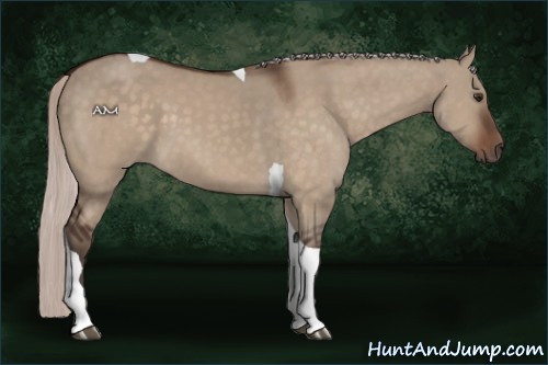 Horse Color:Silver Brown Dun Tobiano 