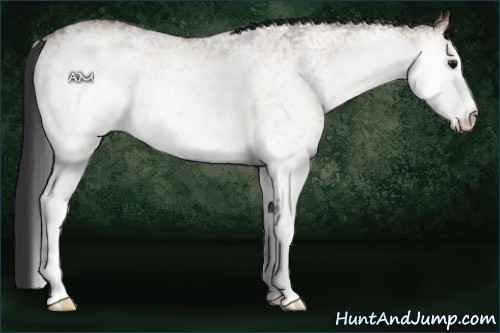 Horse Color:White Spotted Bay Dun 