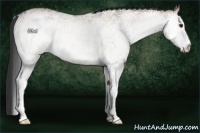 Horse Color:White Spotted Bay Dun
