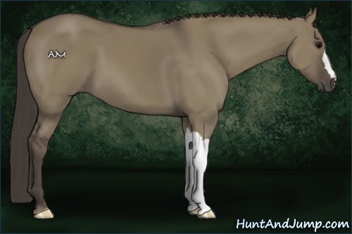 Horse Color:Smoky Grullo 