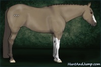 Horse Color:Smoky Grullo