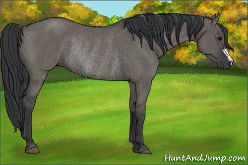 Horse Color:Grullo Rabicano 