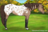 Horse Color:Bay Dun Appaloosa Rabicano 