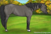 Horse Color:Grullo Rabicano 