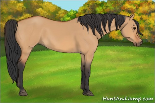 Horse Color:Bay Dun Rabicano