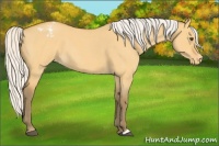 Horse Color:Silver Buckskin Roan Dun Appaloosa 