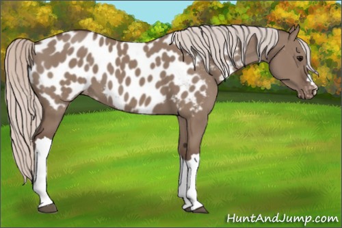 Horse Color:Silver Grullo Appaloosa 
