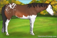 Horse Color:Bay Splash Appaloosa 