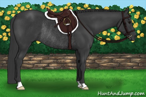 Horse Color:Black Rabicano
