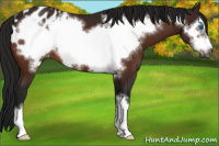 Horse Color:Gray Brown Frame Appaloosa 
