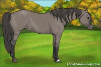 Horse Color:Grullo Appaloosa 