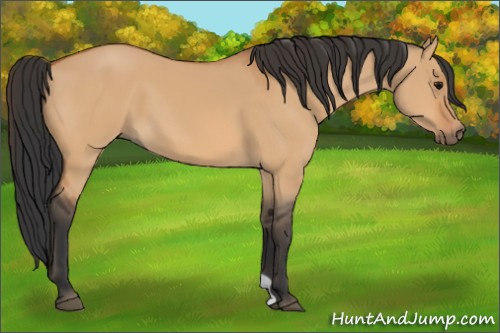 Horse Color:Bay Dun
