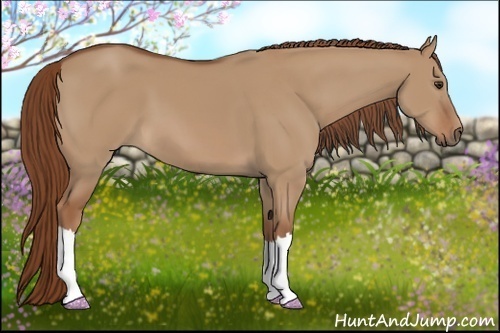 Horse Color:Red Dun 