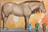 Horse Color:Buckskin Pearl 