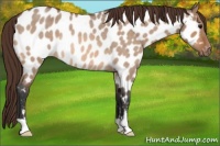 Horse Color:Bay Roan Dun Near Leopard Rabicano