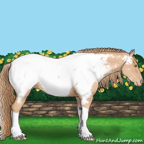 Horse Color:White Spotted Gold Champagne Tobiano Appaloosa Rabicano 