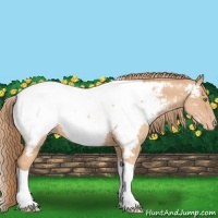 Horse Color:White Spotted Gold Champagne Tobiano Appaloosa Rabicano