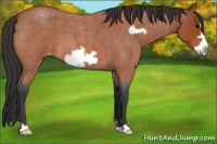 Horse Color:Bay Roan Frame Appaloosa