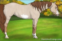 Horse Color:Red Dun Roan Frame