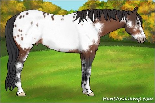 Horse Color:Bay Sabino Frame Appaloosa 