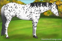 Horse Color:White Spotted Black Appaloosa 