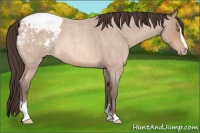 Horse Color:Amber Champagne Roan Sabino Appaloosa 