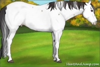 Horse Color:Bay Roan Fewspot 