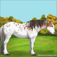Horse Color:White Spotted Bay Appaloosa