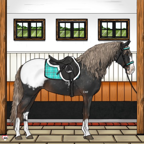 Horse Color:Liver Chestnut Splash Snowcap