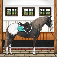 Horse Color:Liver Chestnut Splash Snowcap 
