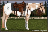 Horse Color:White Spotted Gold Champagne Appaloosa 