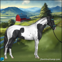 Horse Color:Black Tobiano 