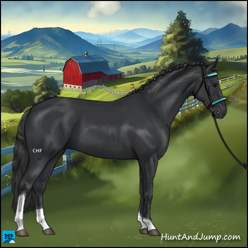 Horse Color:Black Tobiano 