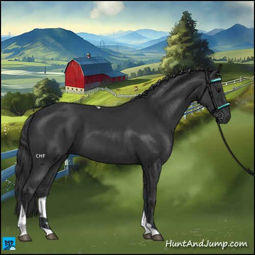 Horse Color:Black Tobiano 