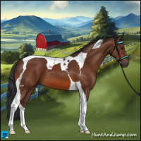 Horse Color:Bay Tobiano 
