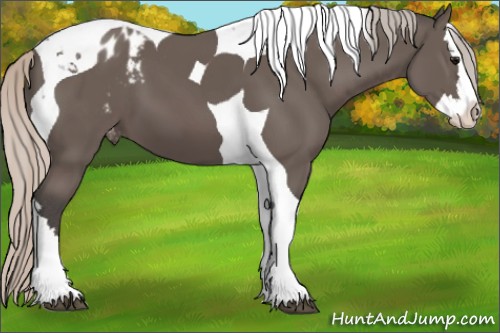 Horse Color:Silver Black Splash Tobiano Appaloosa 