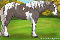 Horse Color:Silver Black Splash Tobiano Appaloosa 