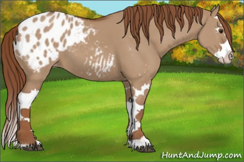 Horse Color:Red Dun Splash Appaloosa 