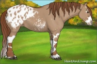 Horse Color:Red Dun Splash Appaloosa