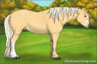 Horse Color:Palomino