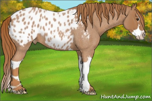 Horse Color:Red Roan Splash Appaloosa