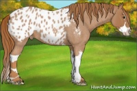 Horse Color:Red Roan Splash Appaloosa