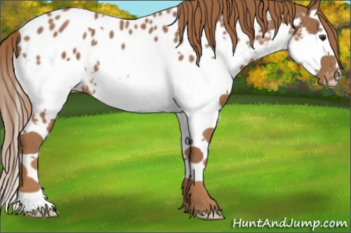 Horse Color:Chestnut Splash Appaloosa 