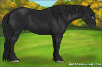 Horse Color:Gray Black