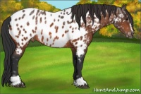 Horse Color:Bay Ice Sabino Appaloosa