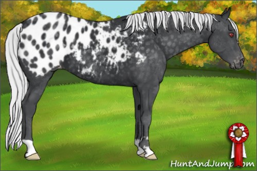 Horse Color:Silver Black Chinchilla Appaloosa