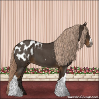 Horse Color:Gray Chocolate Palomino Roan Appaloosa 