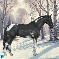 Horse Color:Black Tobiano 